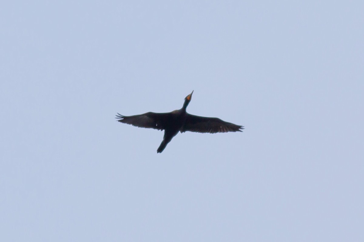 Cormorán Orejudo - ML617633470