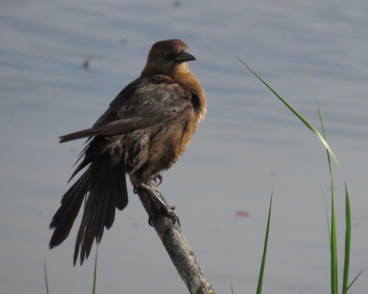 Boat-tailed Grackle - ML617633473