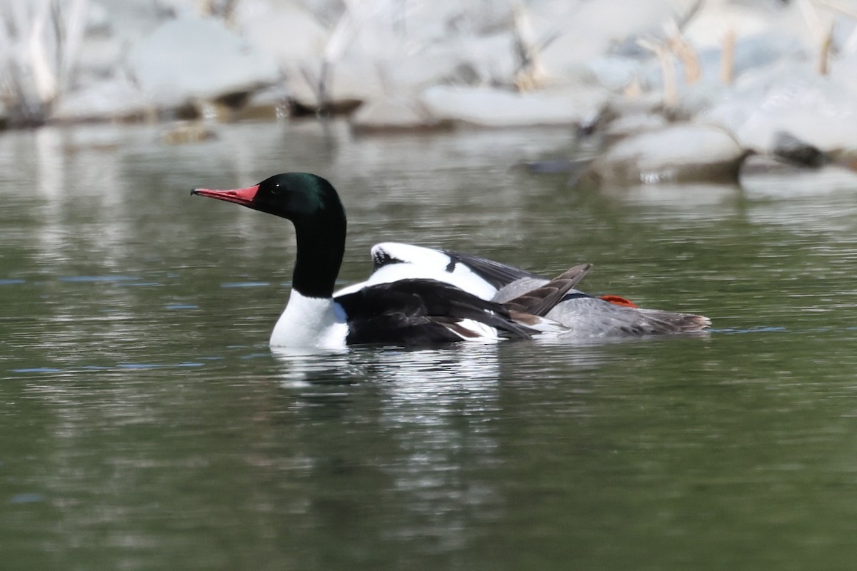 Common Merganser - ML617633475