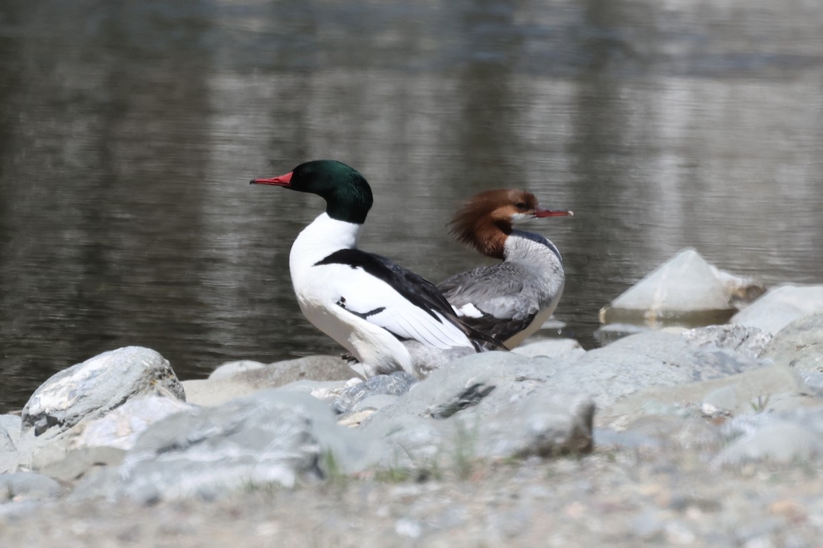 Common Merganser - David Yeamans