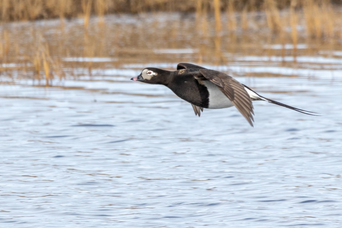 Long-tailed Duck - ML617633489