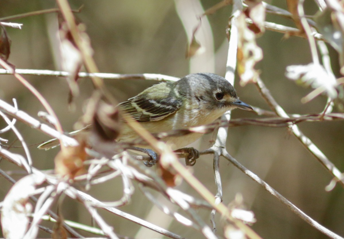 Black-capped Vireo - Abril Heredia