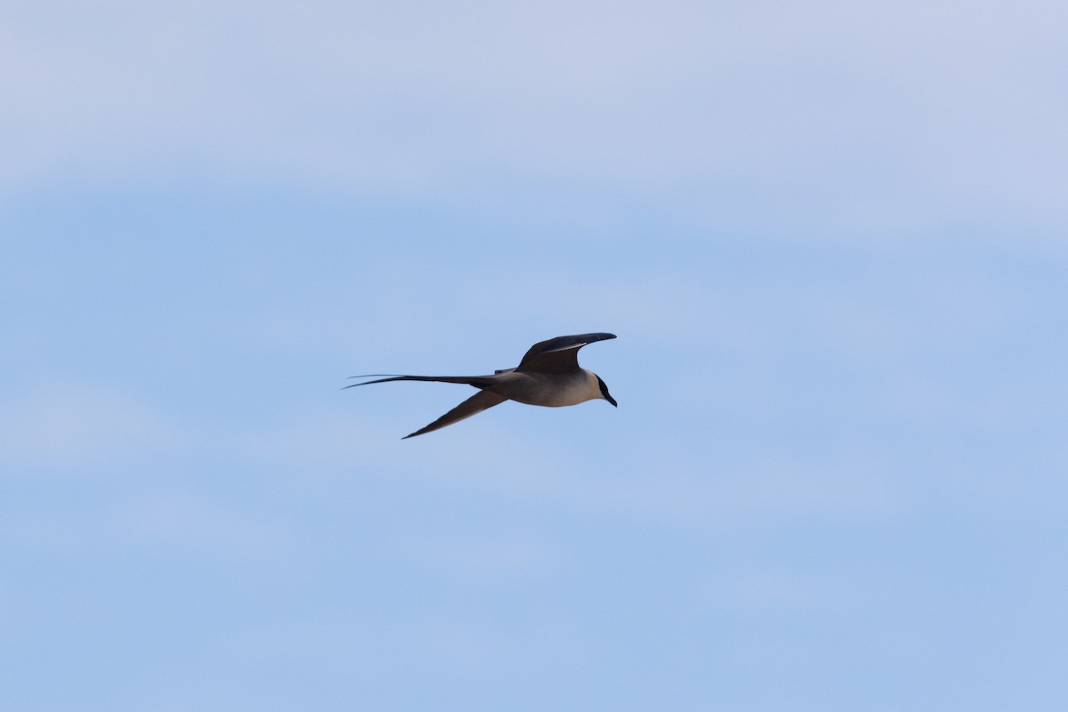 Long-tailed Jaeger - Sam Denenberg