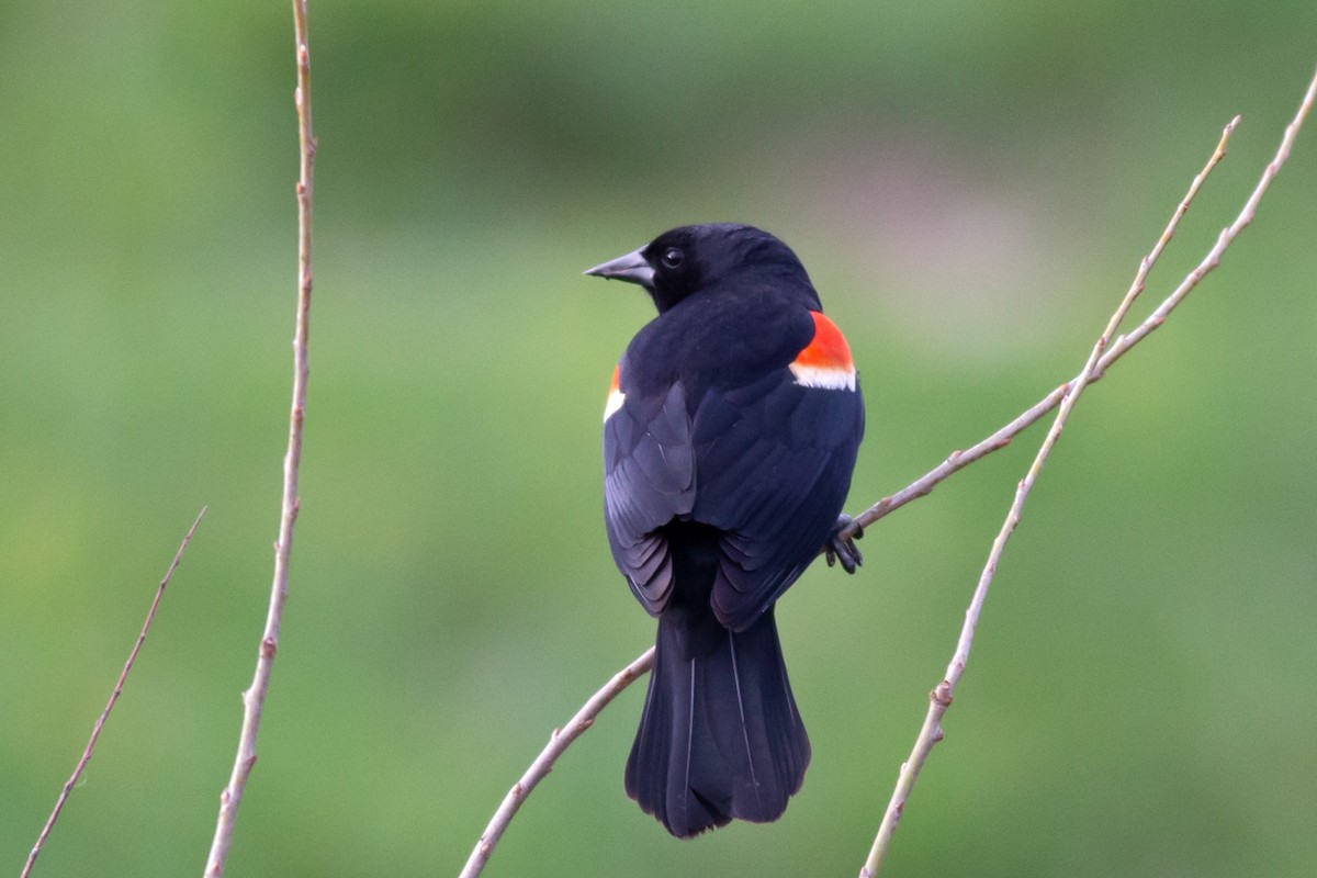 Red-winged Blackbird - William Keim