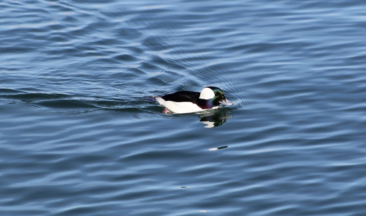 Bufflehead - ML617633624