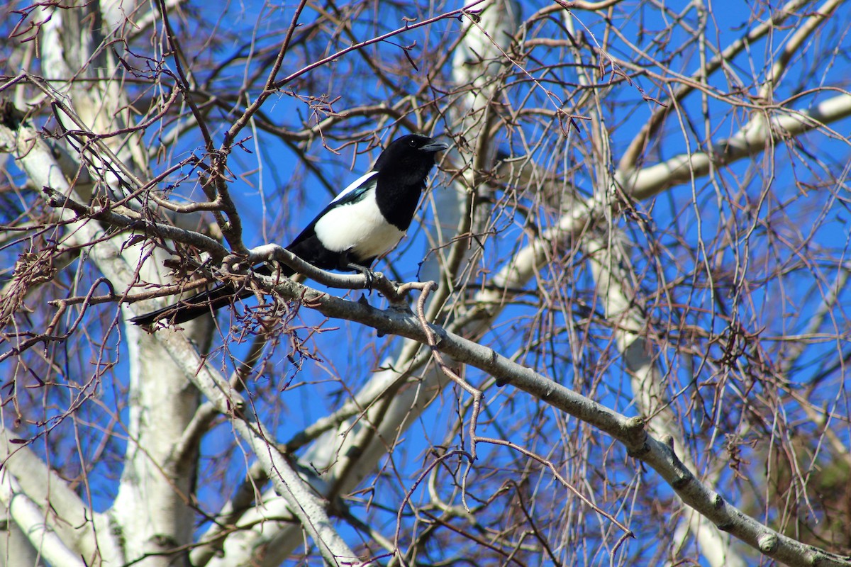 Black-billed Magpie - ML617633698