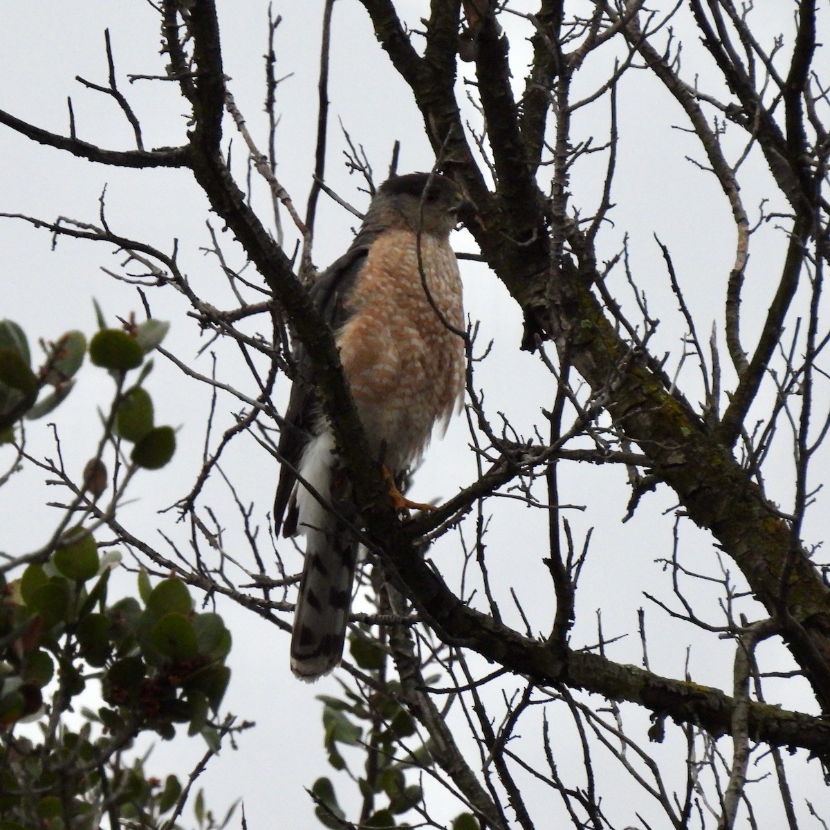 Cooper's Hawk - ML617633797