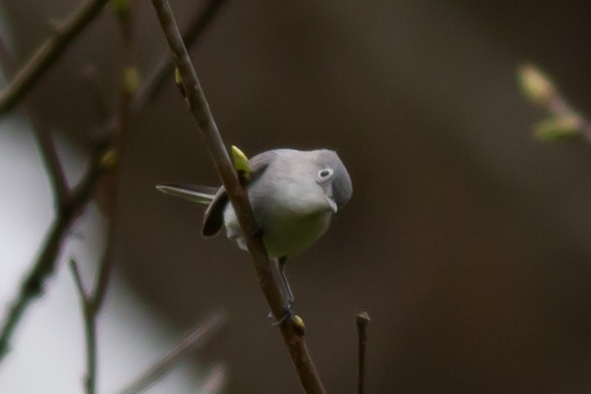 Blue-gray Gnatcatcher - William Keim