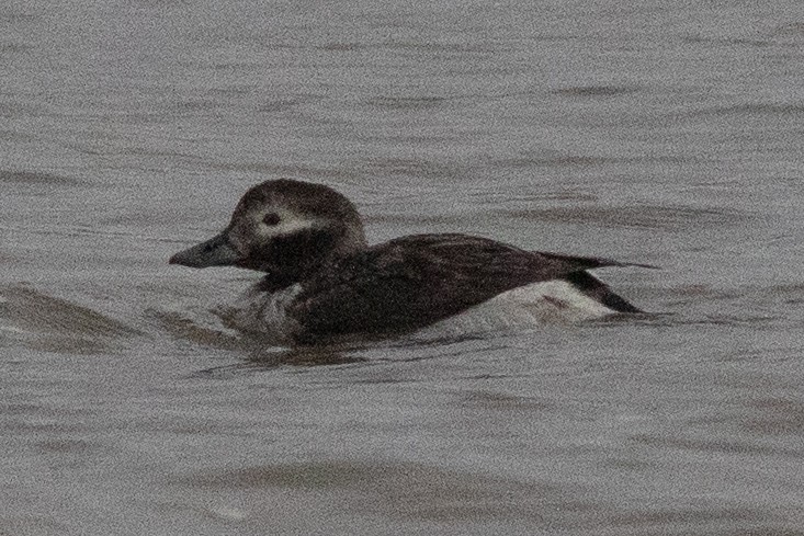 Long-tailed Duck - ML617633811