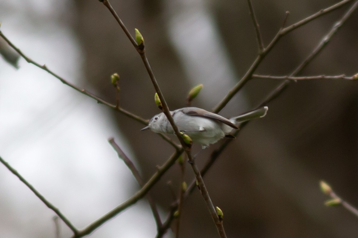 Blue-gray Gnatcatcher - William Keim