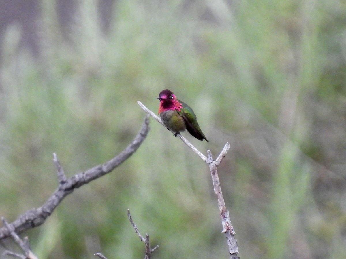 Anna's Hummingbird - ML617633821