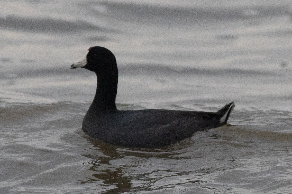 American Coot (Red-shielded) - ML617633822