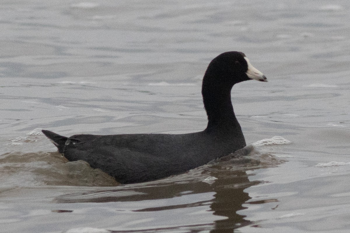 American Coot (Red-shielded) - ML617633824