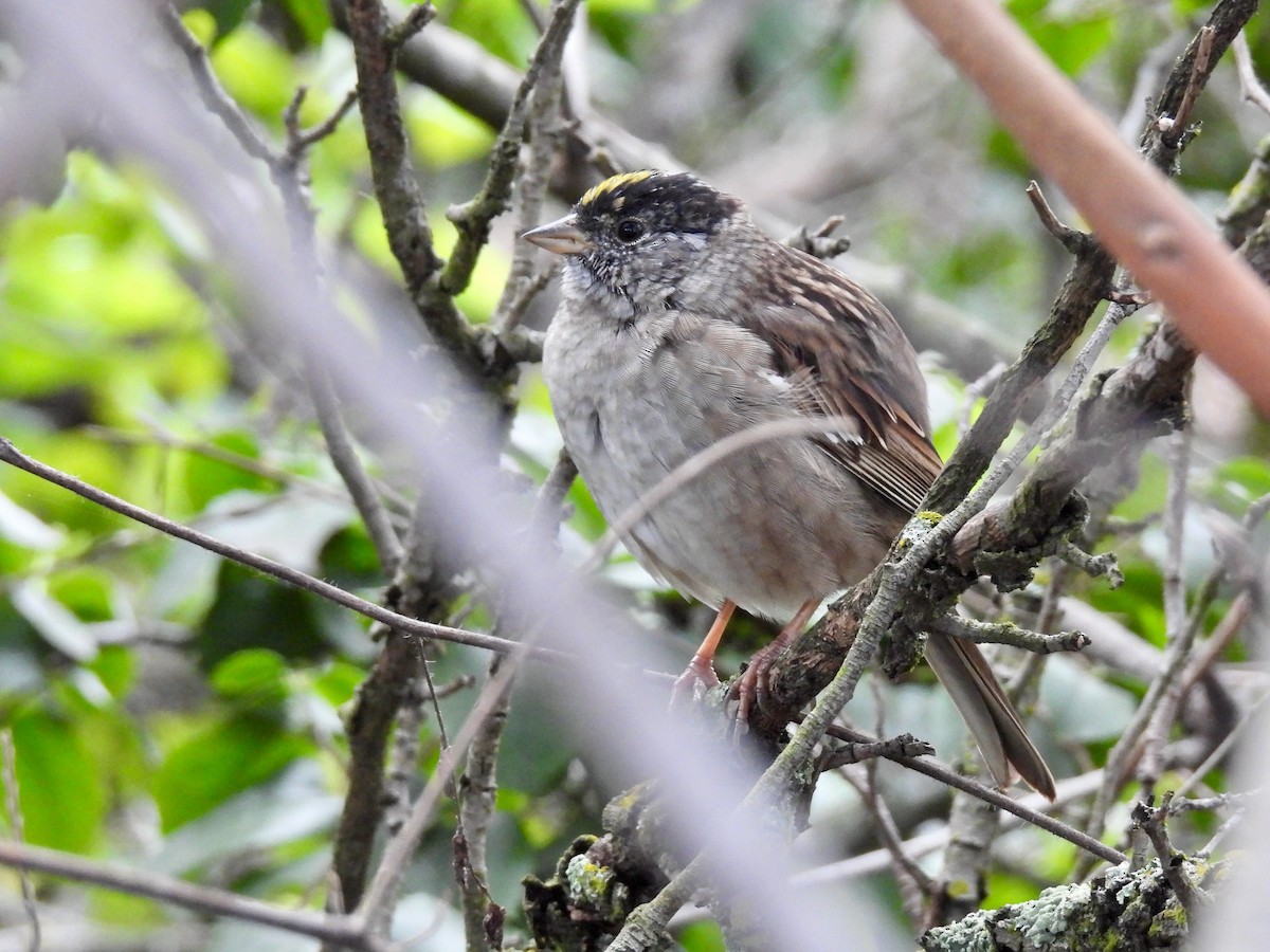 Golden-crowned Sparrow - ML617633830
