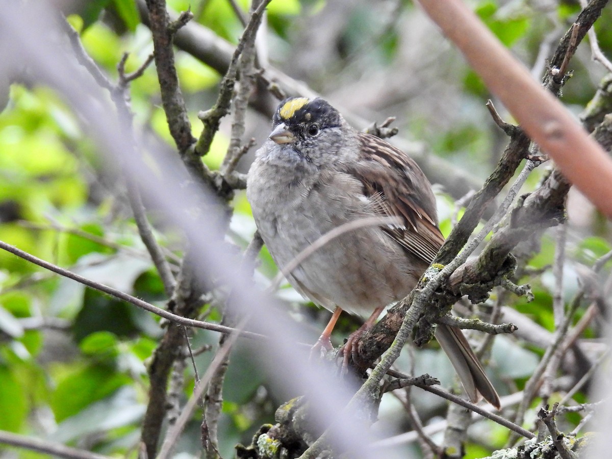 Golden-crowned Sparrow - ML617633835