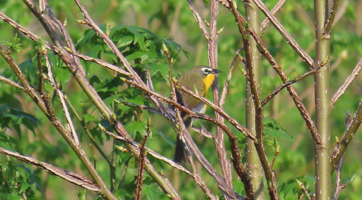 Yellow-breasted Chat - David Pretzsch