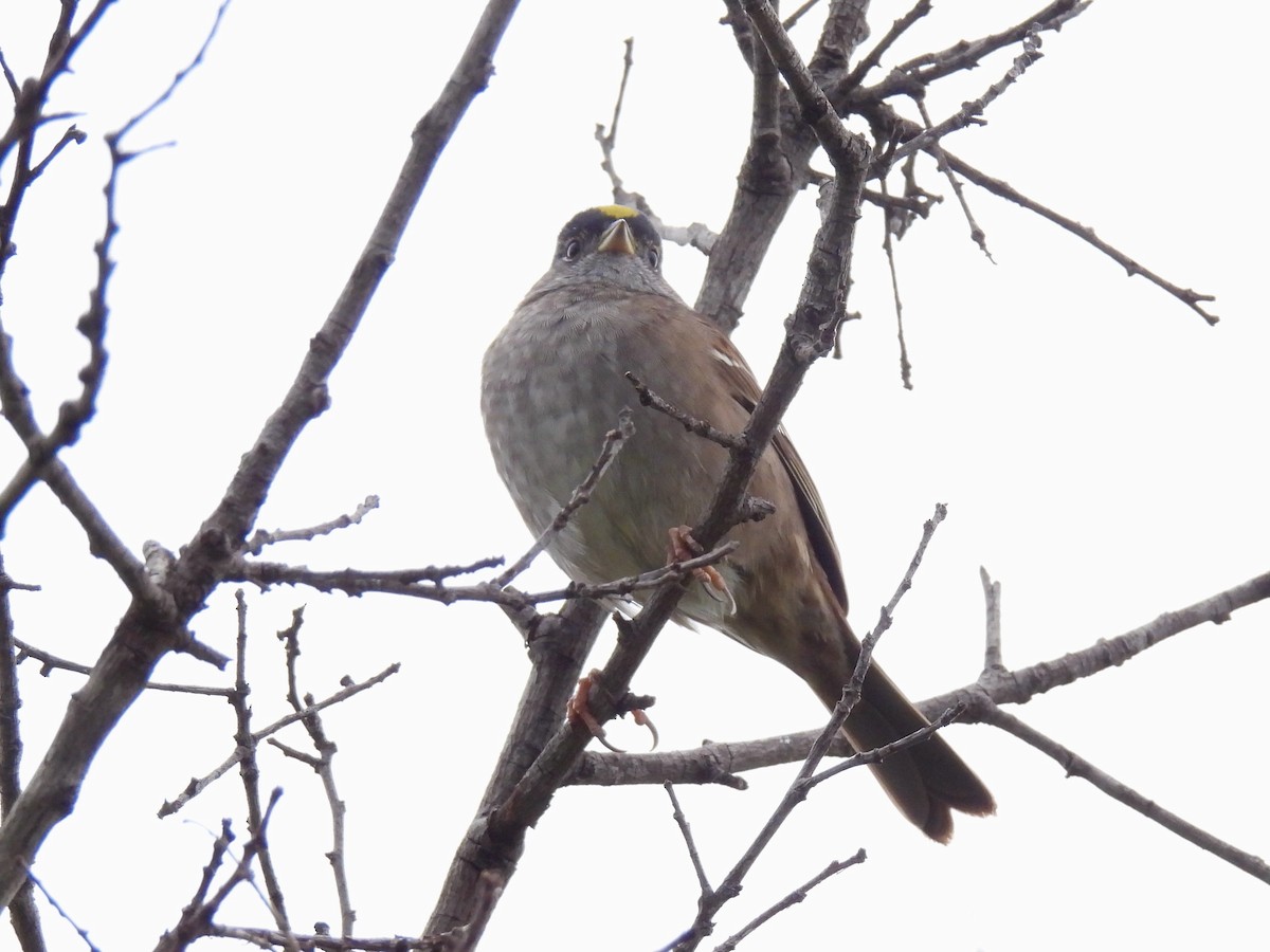 Golden-crowned Sparrow - ML617633845