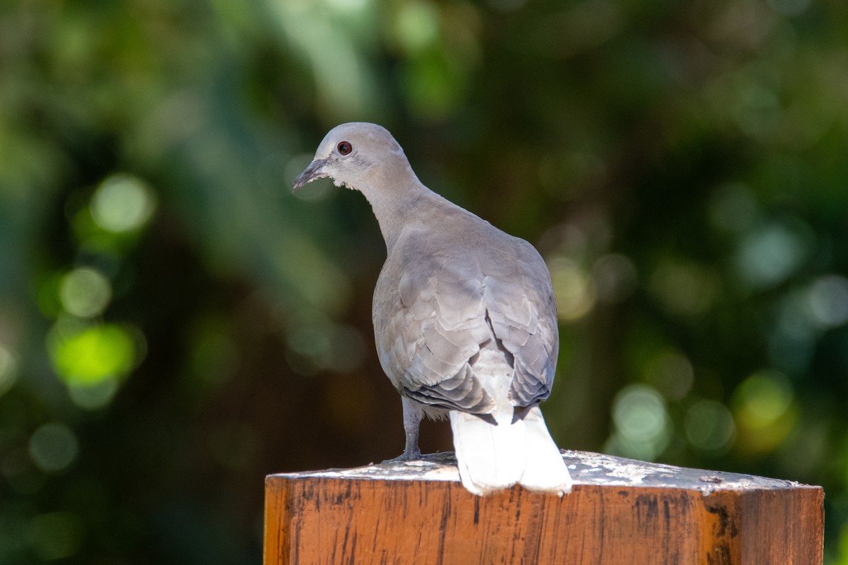 Eurasian Collared-Dove - ML617633873