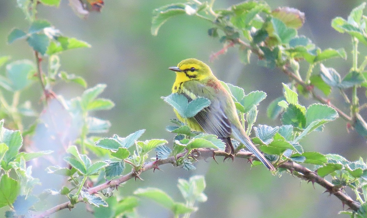 Prairie Warbler - ML617633882