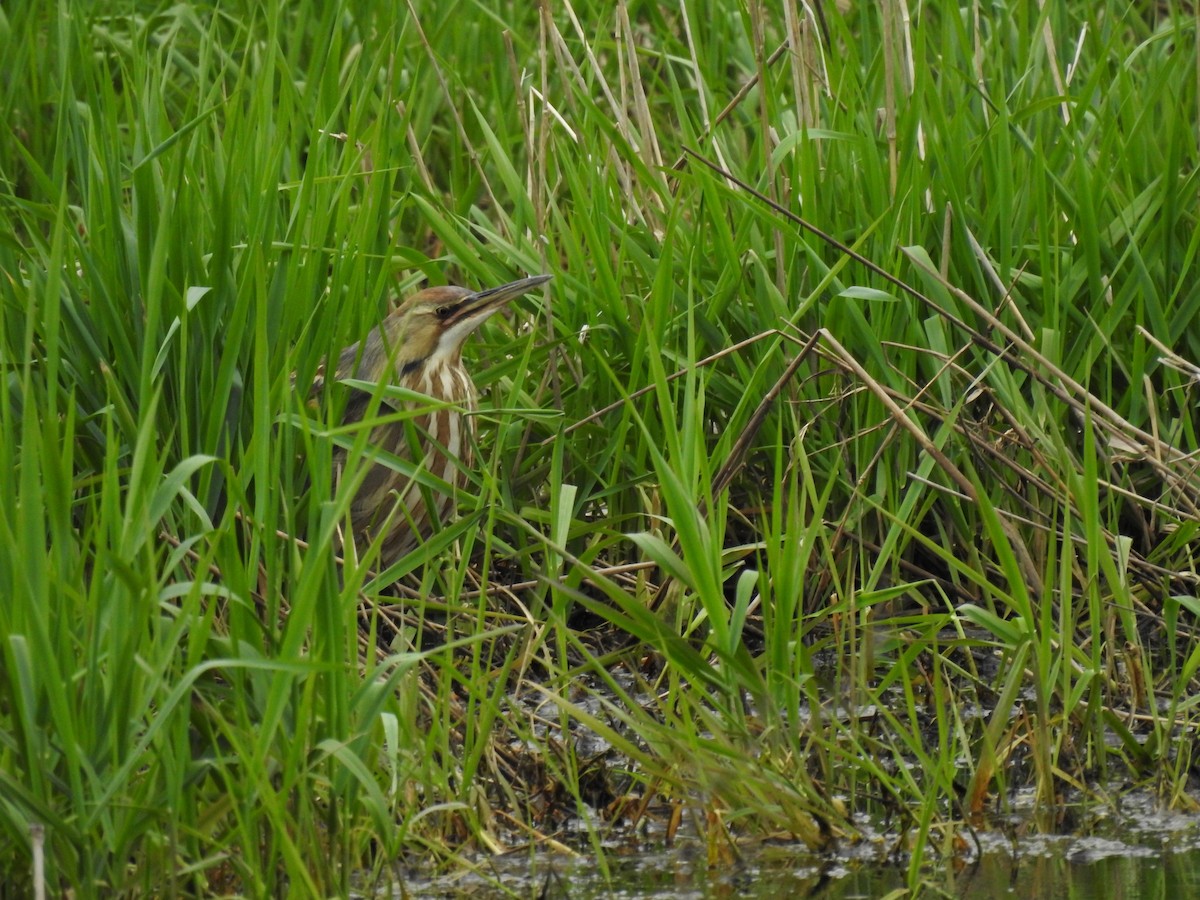 American Bittern - ML617633889