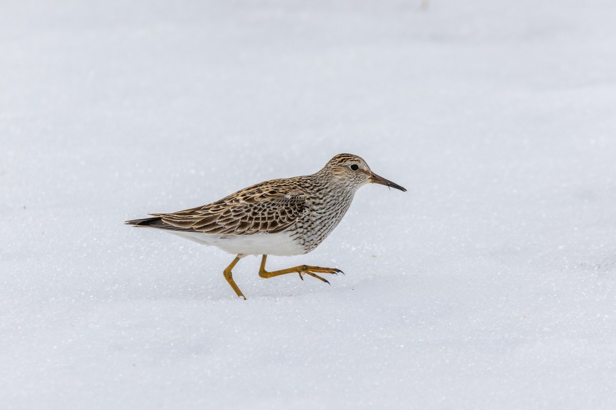 Pectoral Sandpiper - ML617633900