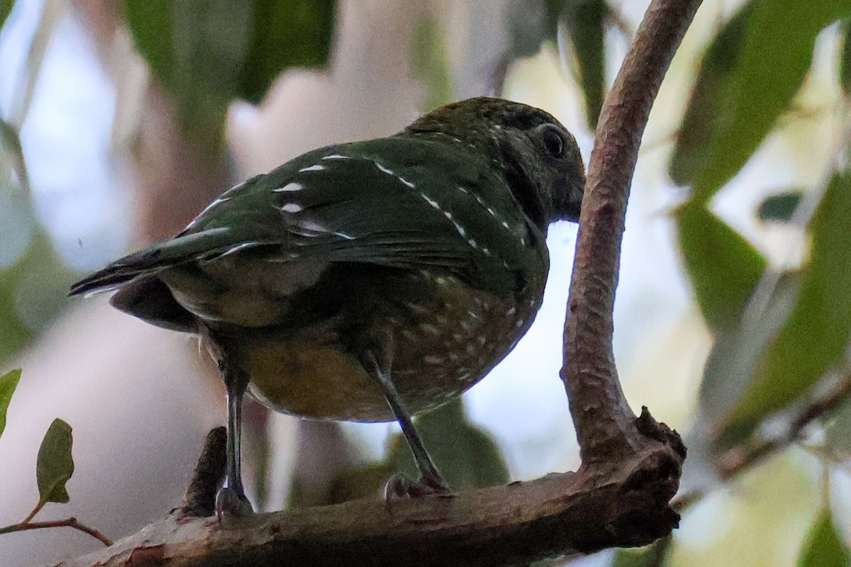 Green Catbird - ML617633917