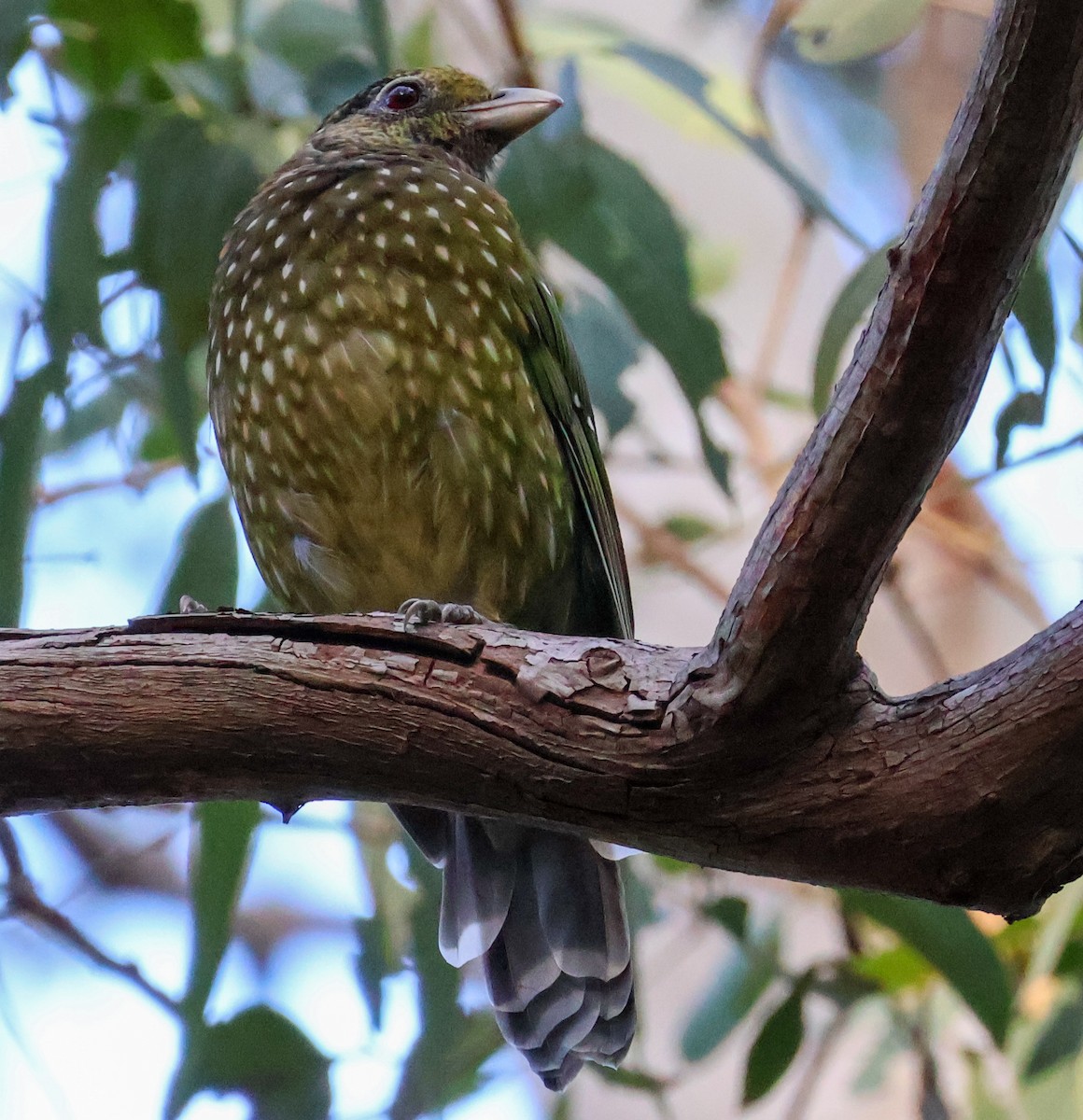 Green Catbird - ML617633920