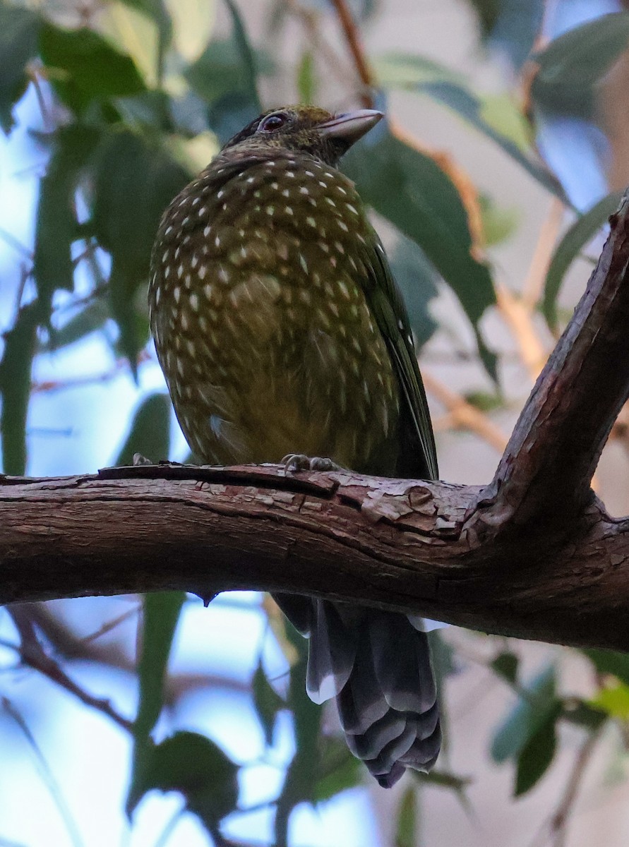 Green Catbird - Sonia Boughton