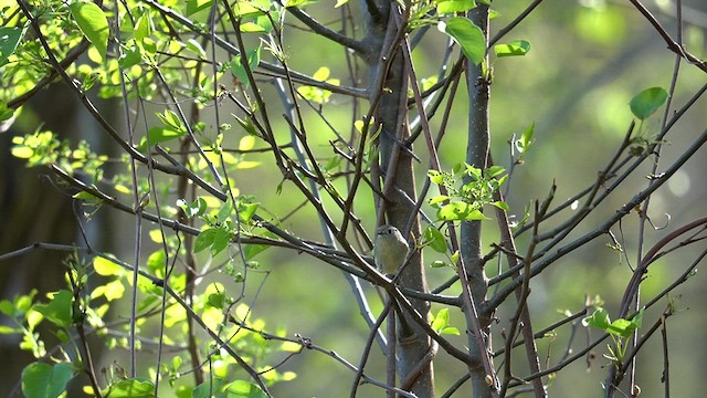 Ruby-crowned Kinglet - ML617633922