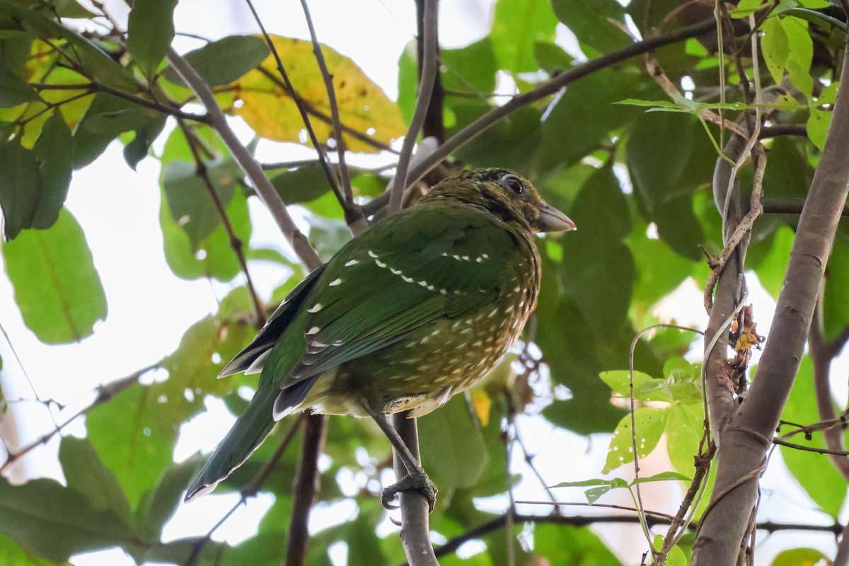 Green Catbird - ML617633930