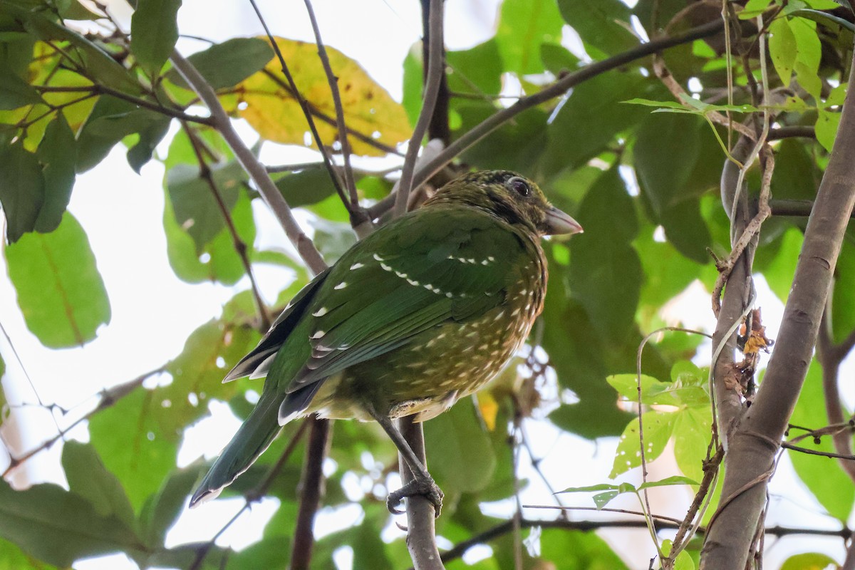 Green Catbird - ML617633934