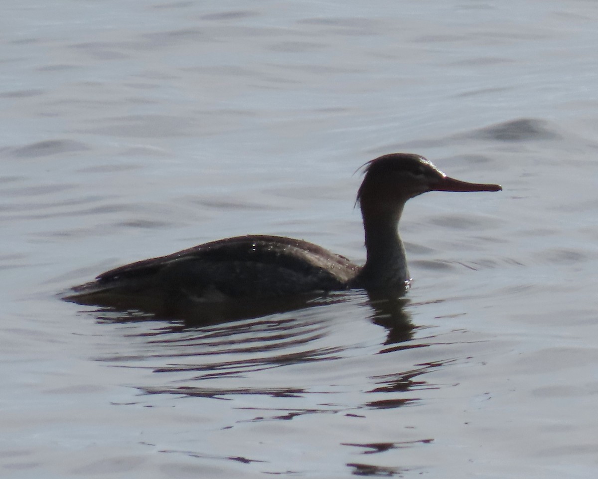 Red-breasted Merganser - ML617633941