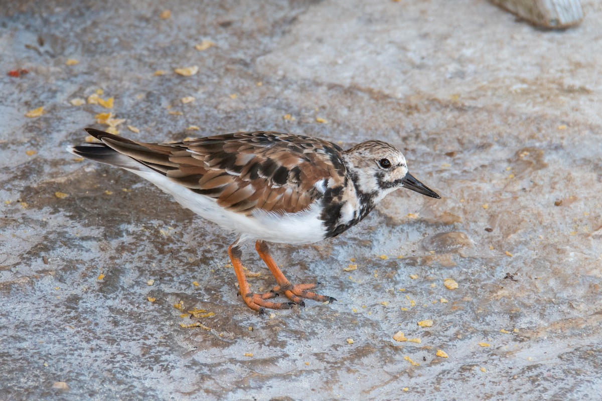 Ruddy Turnstone - ML617633942