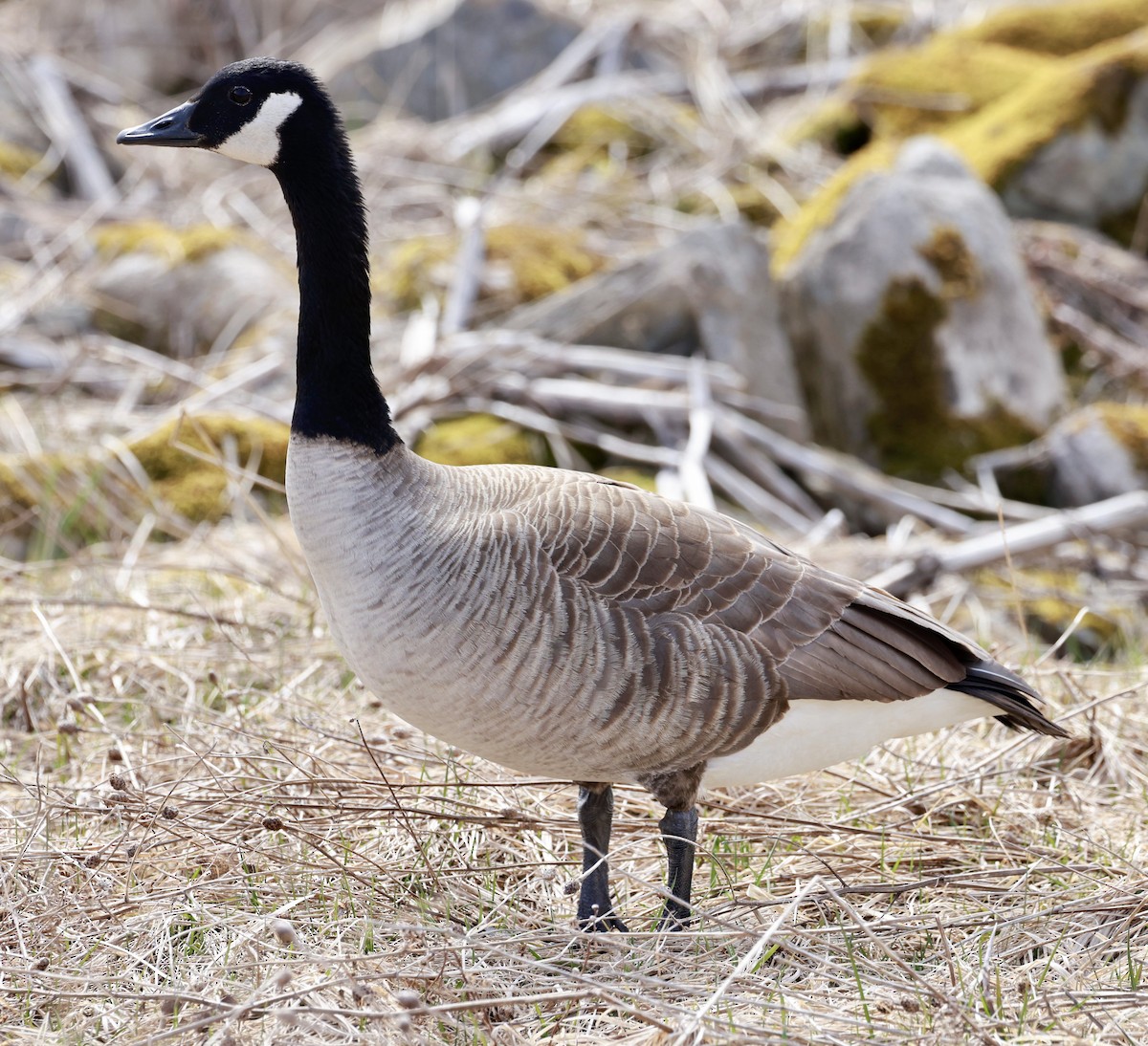 Canada Goose - ML617633964