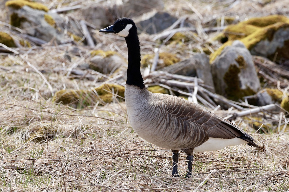 Canada Goose - Jeff Skevington