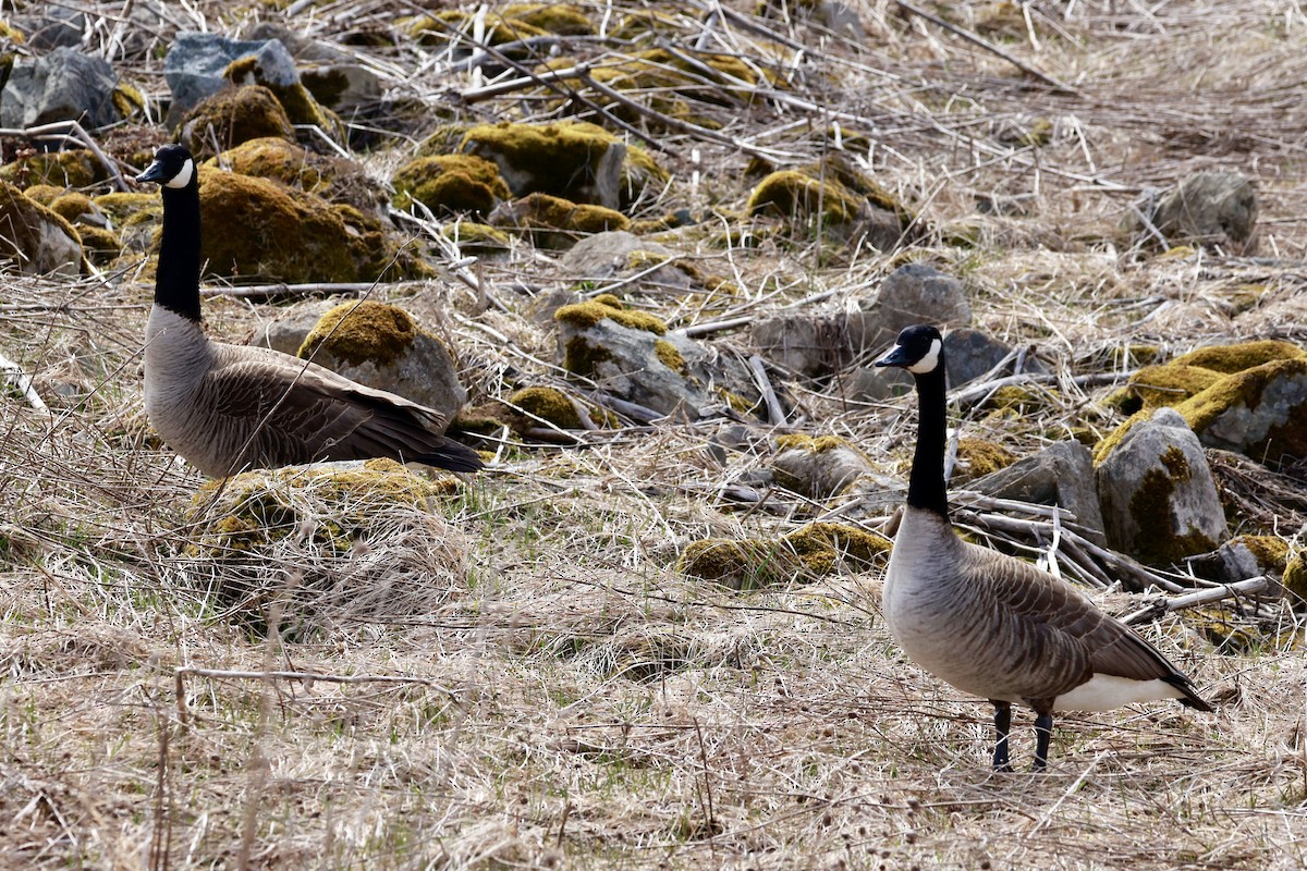 Branta kanadar handia - ML617633966