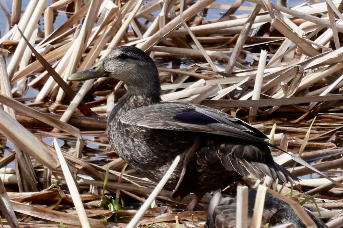 Canard noir - ML617633990