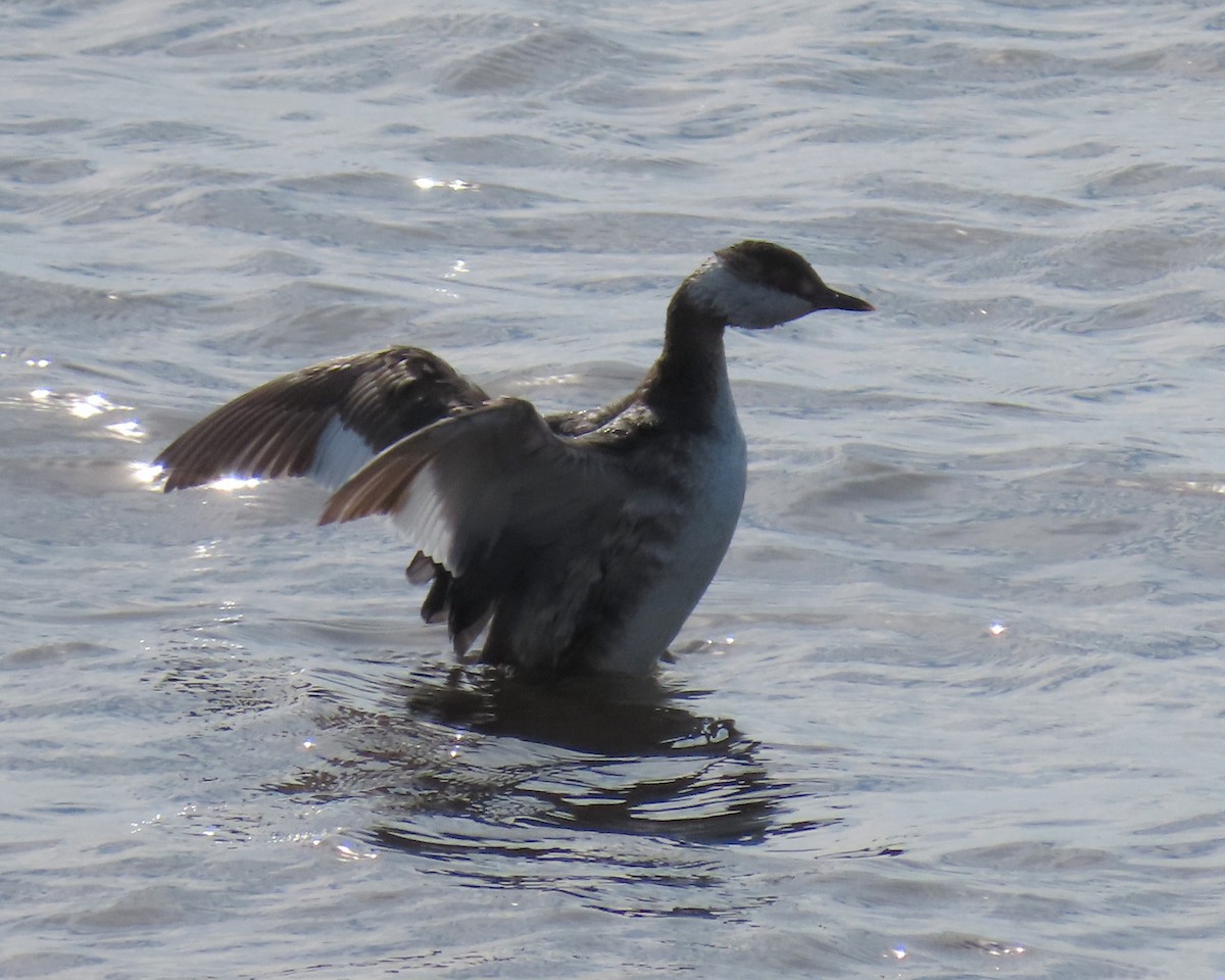 Horned Grebe - ML617633992