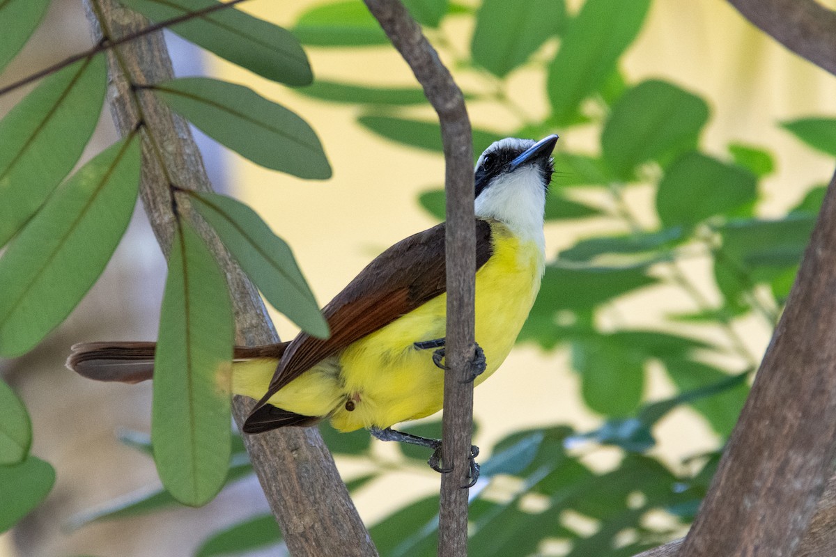 Great Kiskadee - ML617633994