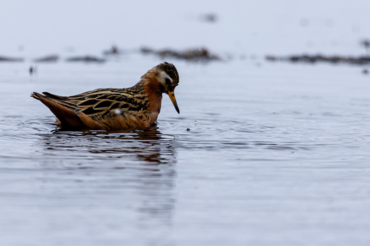 Phalarope à bec large - ML617634025