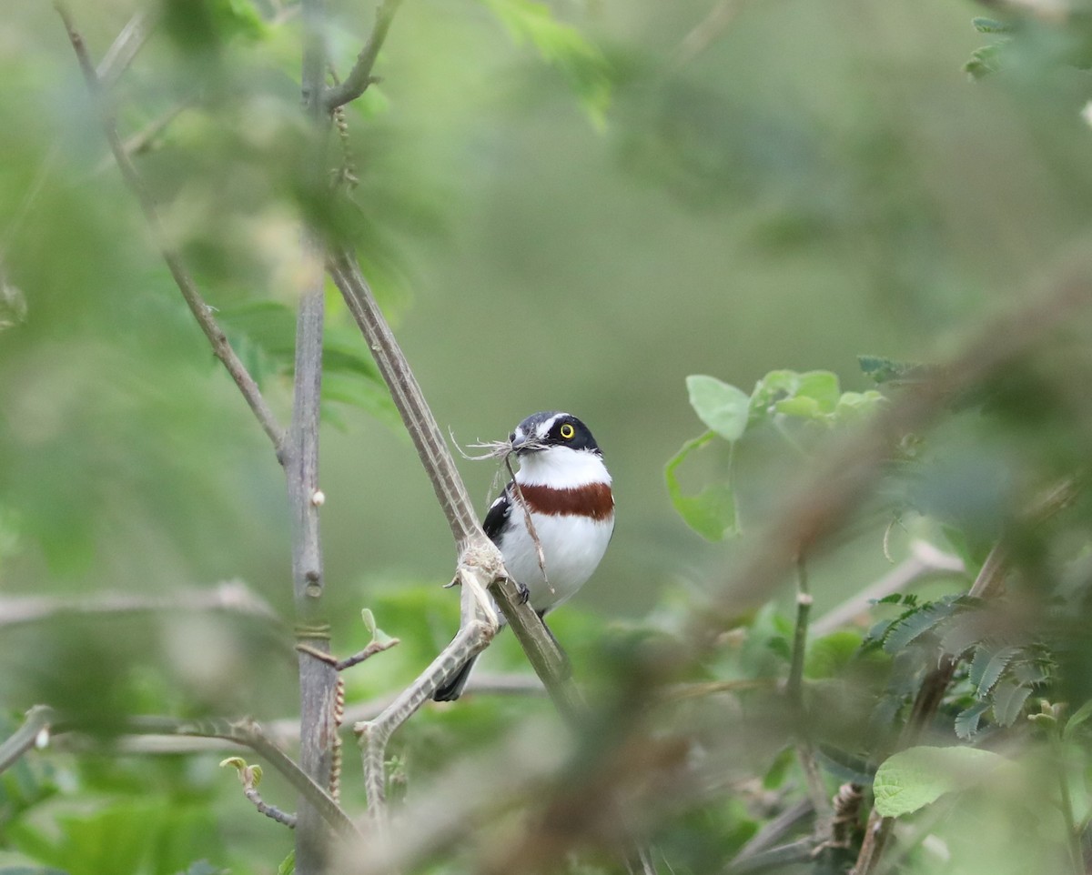 Eastern Black-headed Batis - ML617634051