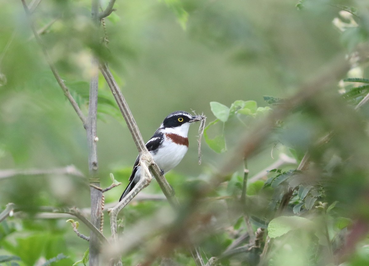 Eastern Black-headed Batis - ML617634052