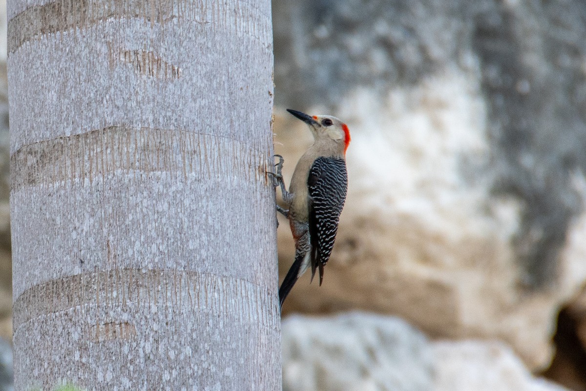 Golden-fronted Woodpecker - ML617634066