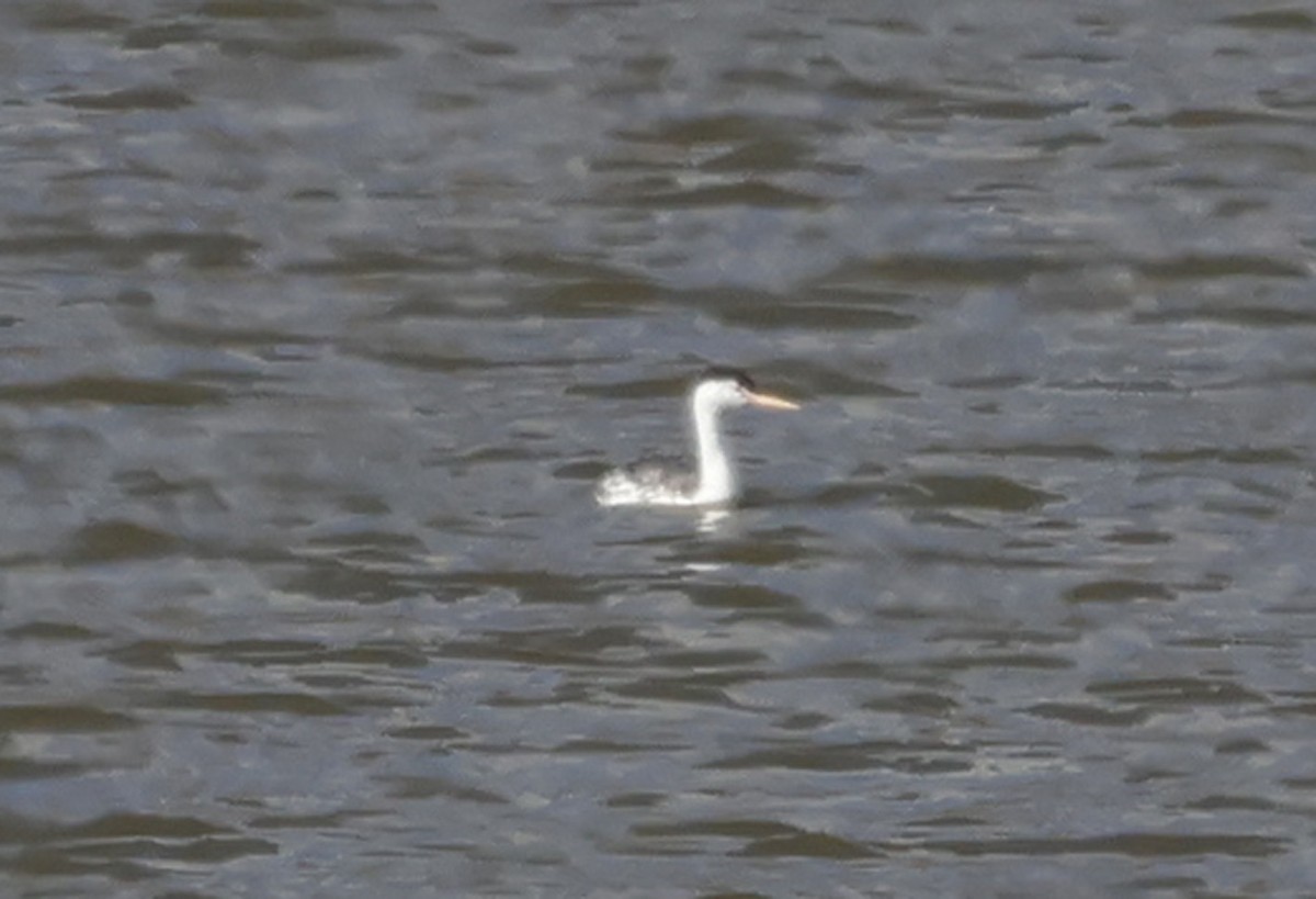 Clark's Grebe - ML617634072