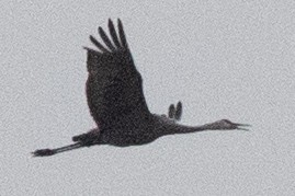 Sandhill Crane (tabida/rowani) - David Brown