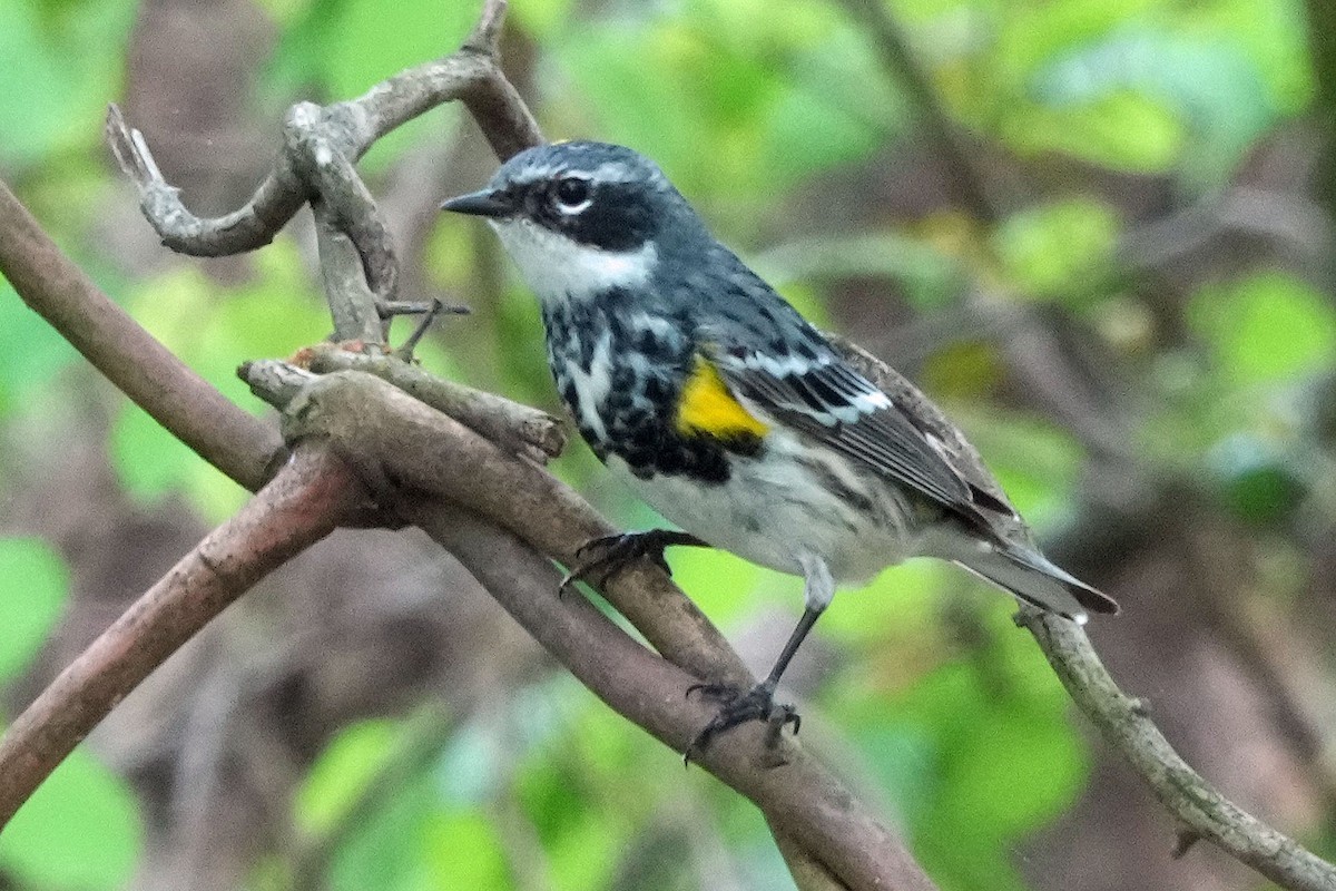 Yellow-rumped Warbler (Myrtle) - Robert Goss