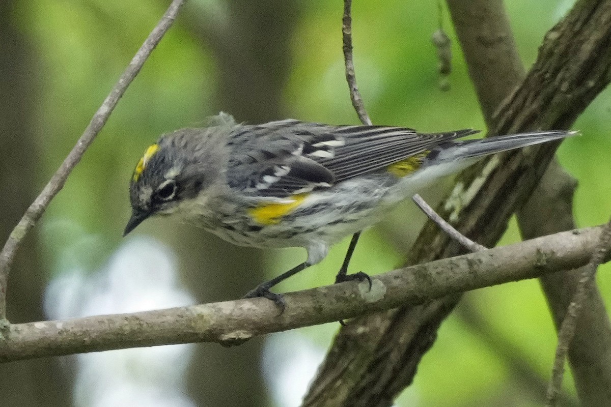 Yellow-rumped Warbler (Myrtle) - ML617634101