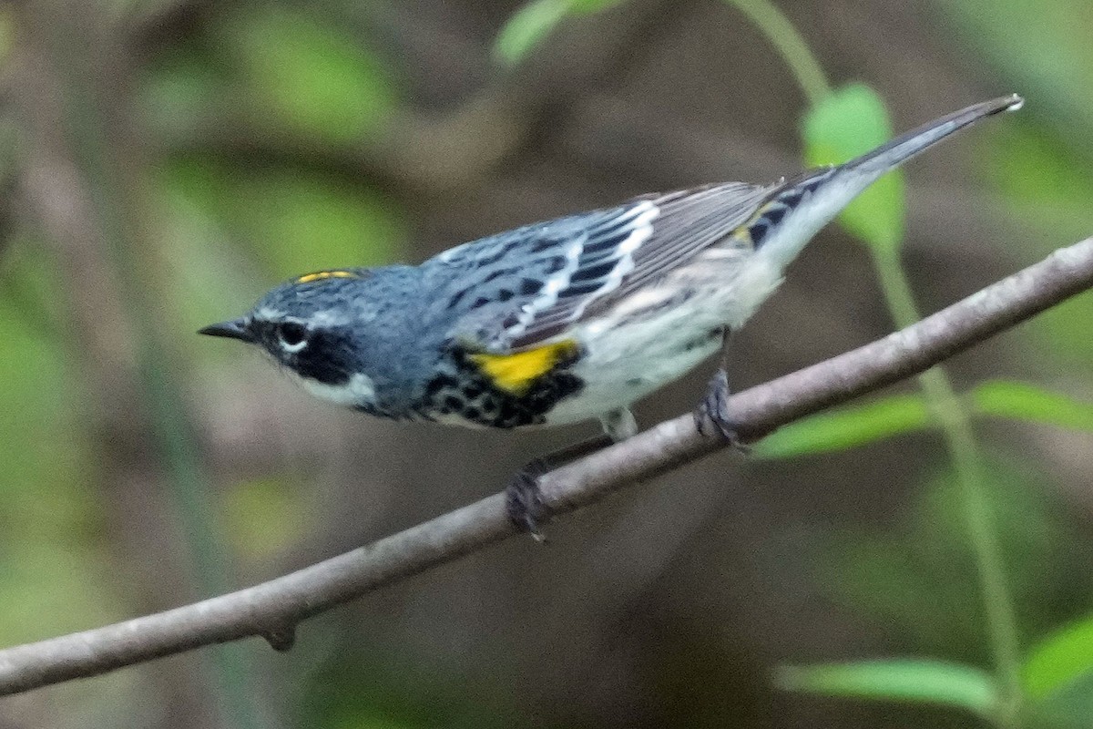 Yellow-rumped Warbler (Myrtle) - ML617634102