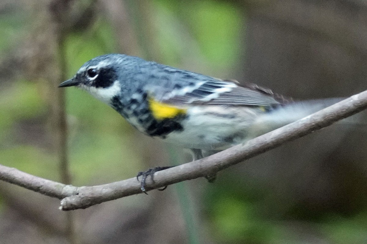 Yellow-rumped Warbler (Myrtle) - ML617634103