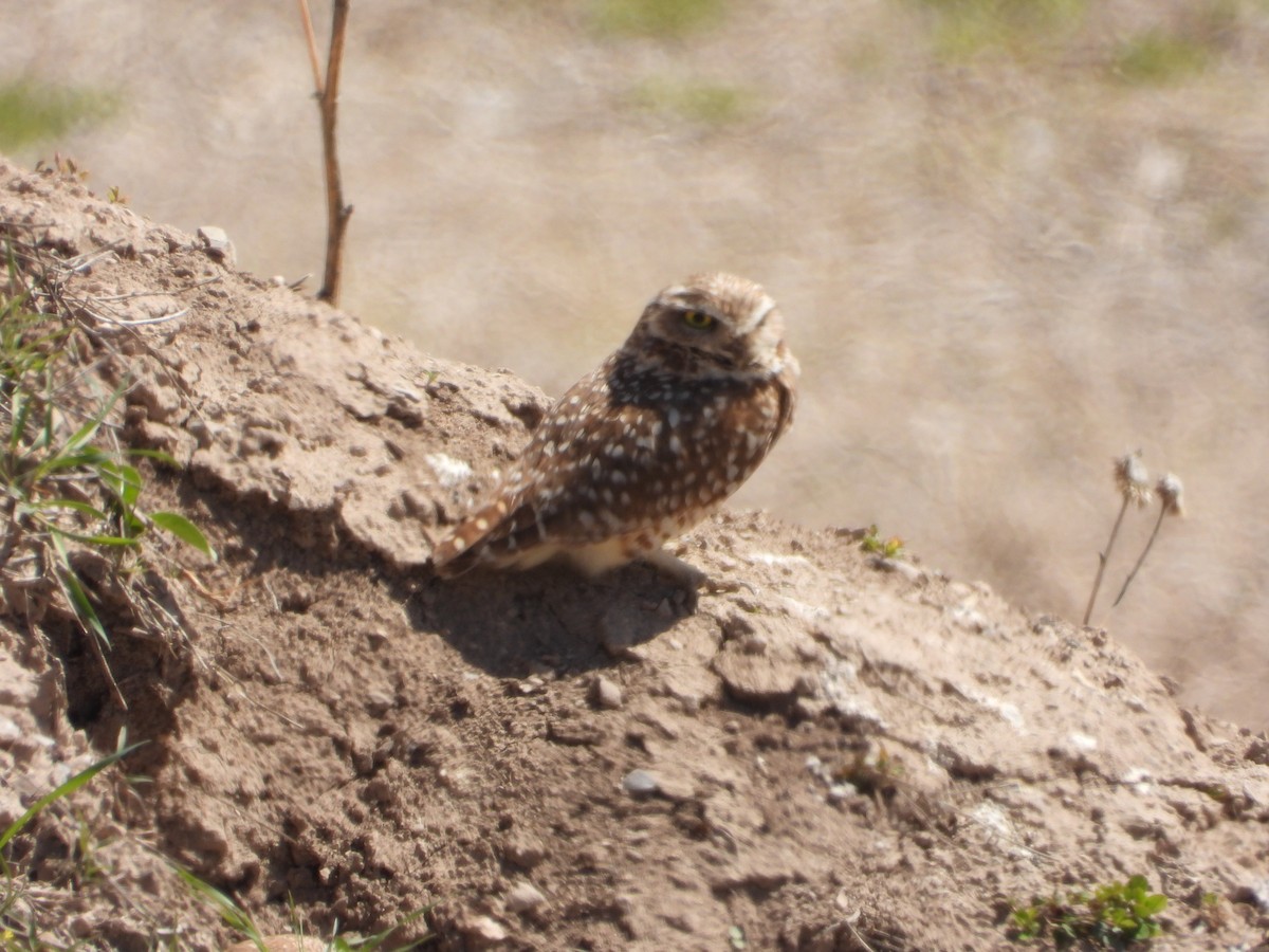 Burrowing Owl - ML617634109